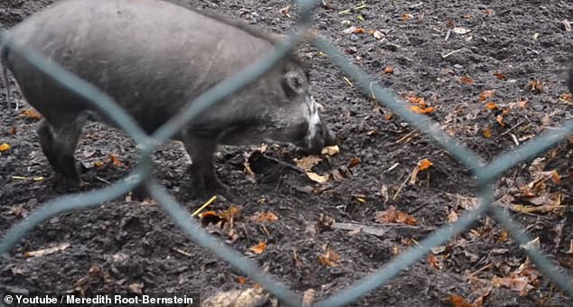 A Visayan warty pig (pictured above) in captivity in Paris uses a stick to dig out a small nest for its piglets