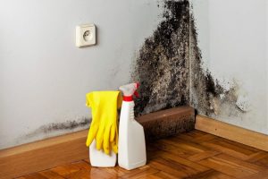 Как навсегда удалить грибок со стен в ванной и других помещениях в квартире: причины появления, виды плесени, способы борьбы и профилактика 