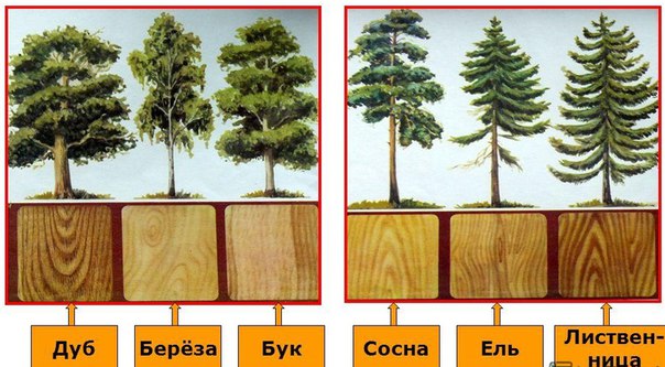 Какое дерево лучше для кровати береза или сосна