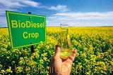Для производства биодизеля нужны растения