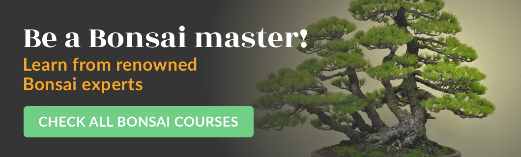 Online Bonsai courses