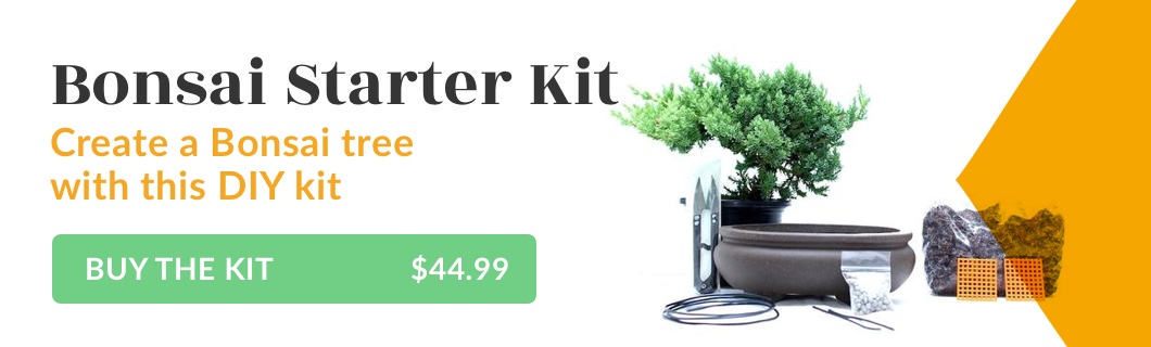 Bonsai Starter kit