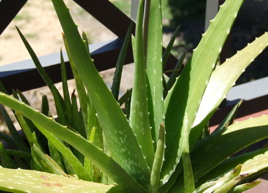 aloe vera1