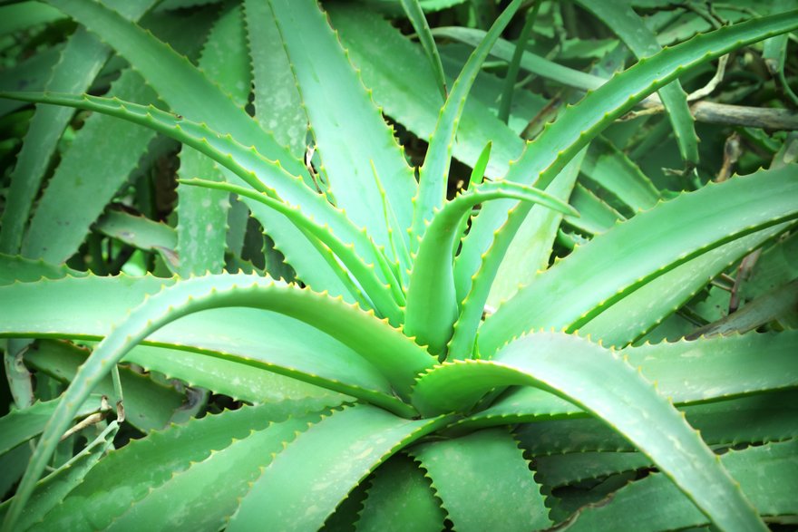 aloe vera4