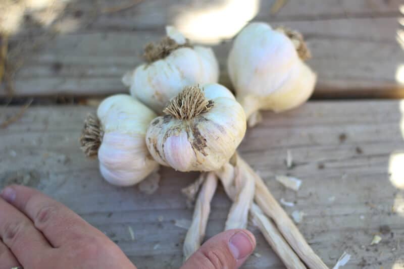 how to braid garlic